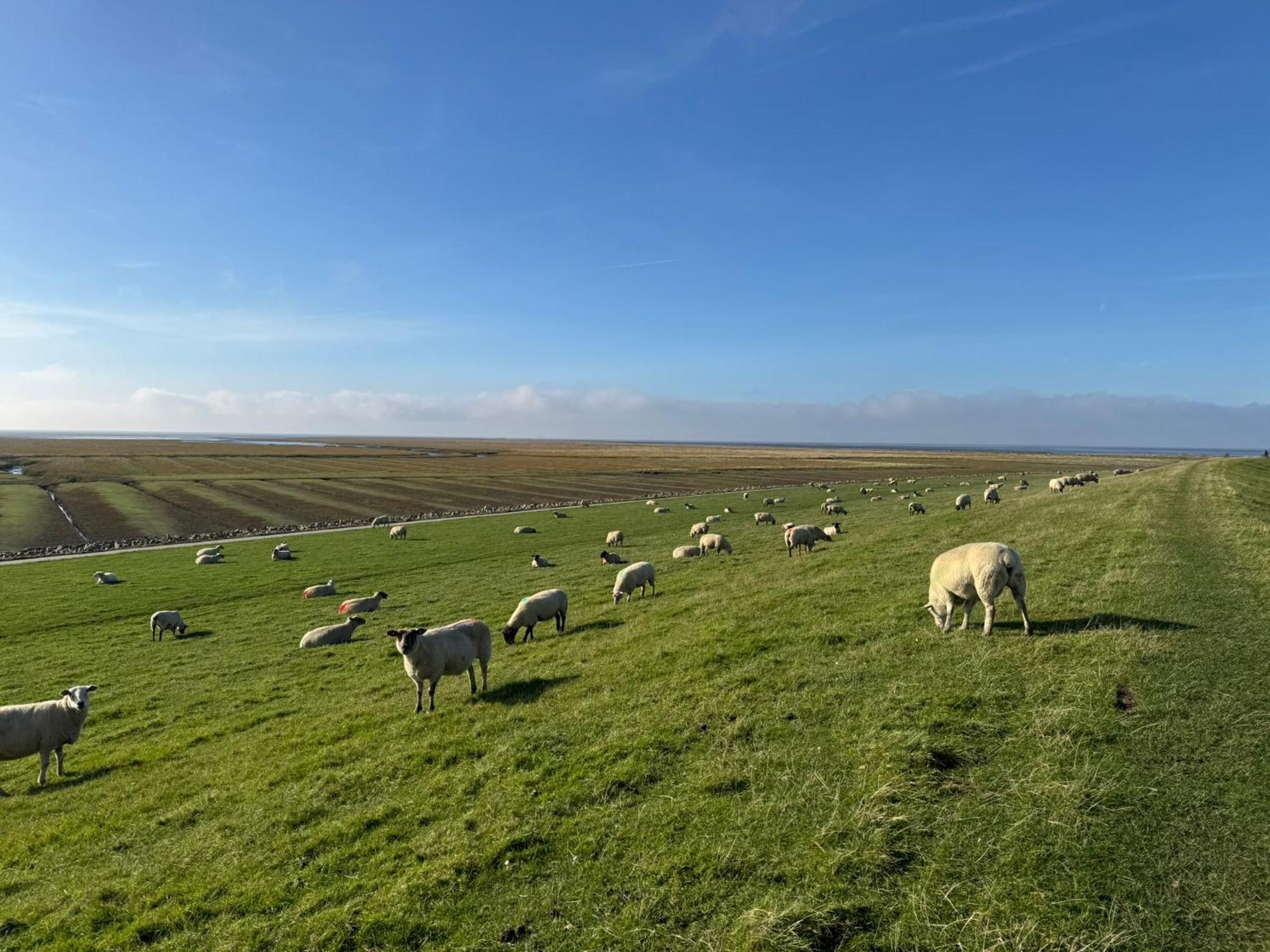 Nordseetraum - Ferienhaus Wolke Фридрихског Экстерьер фото